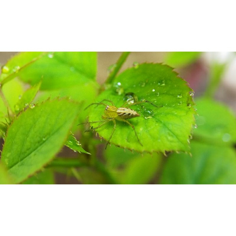 Jumping Spider Kaki Duri