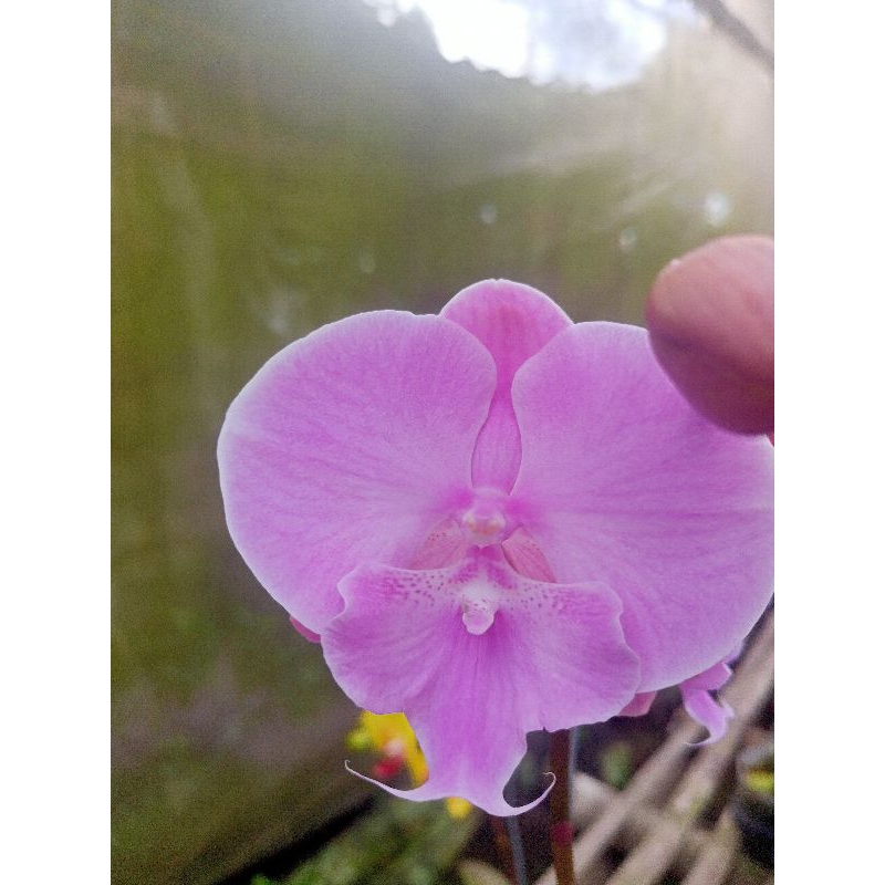 anggrek bulan grade B biglips ungu cantik soft purple polos phalaenopsis hybrid bunga jumbo kondisi 
