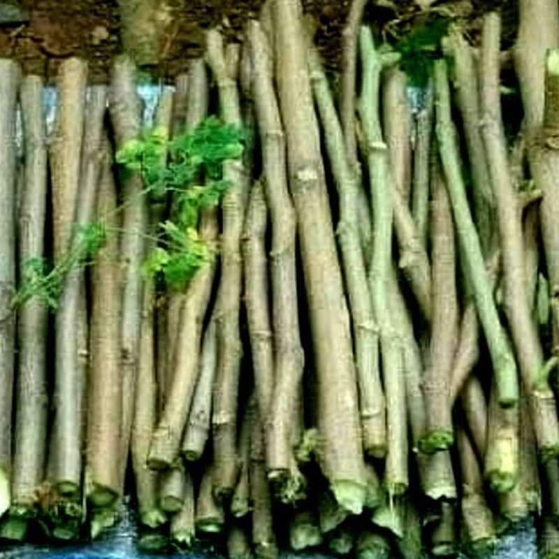Bibit stek kelor / bibit kelor/ pohon kelor /20cm