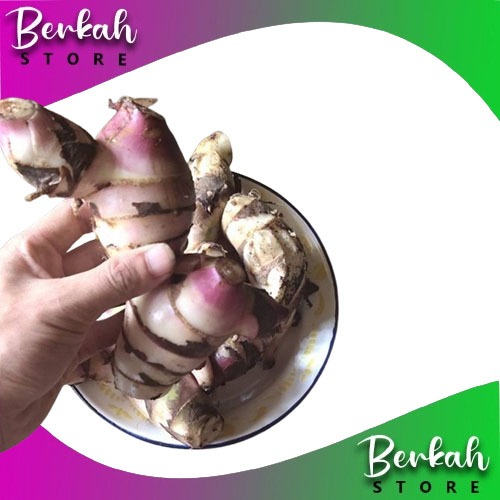 

Umbi ganyong atau ganyo segar langsung petik 1kg segar