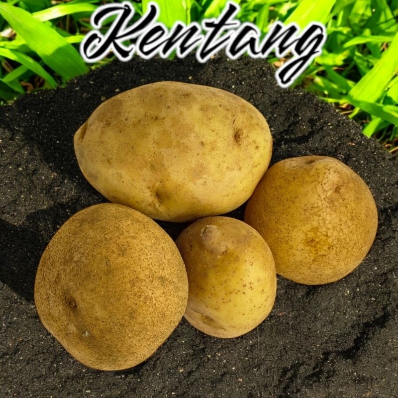 

kentang