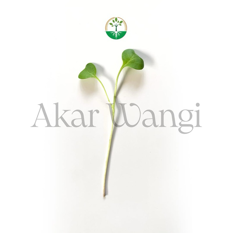 

Microgreen Green Kohlrabi Akar Wangi