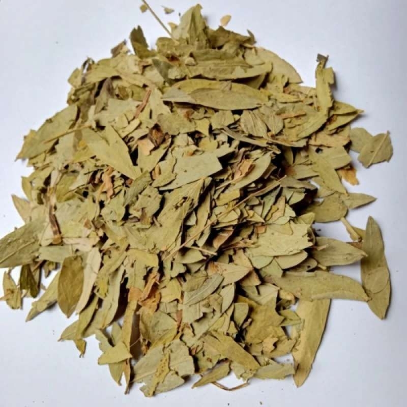 

Daun jati cina kering