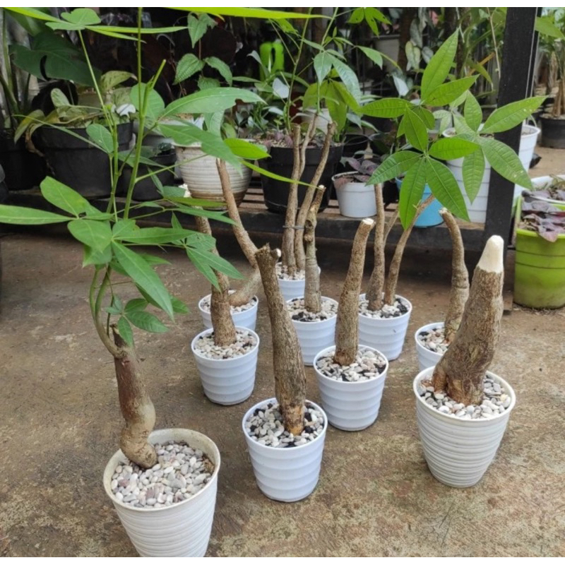 tanaman hias  bonsai pachira //  bonsai pachira money tree