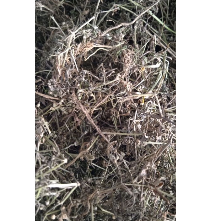 

[ 1.kg ] RUMPUT MUTIARA KERING Tanaman Herbal - isi Kiloan