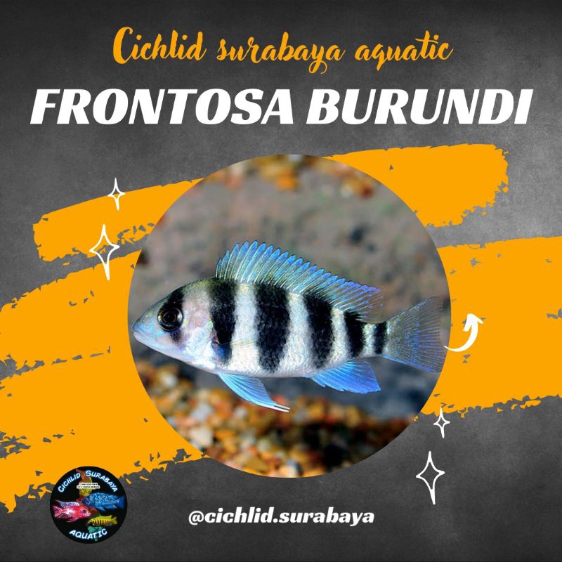 Frontosa burundi cichlid