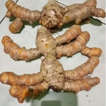 

temu glenyeh segar, temu tis, temu bayi, 500g
