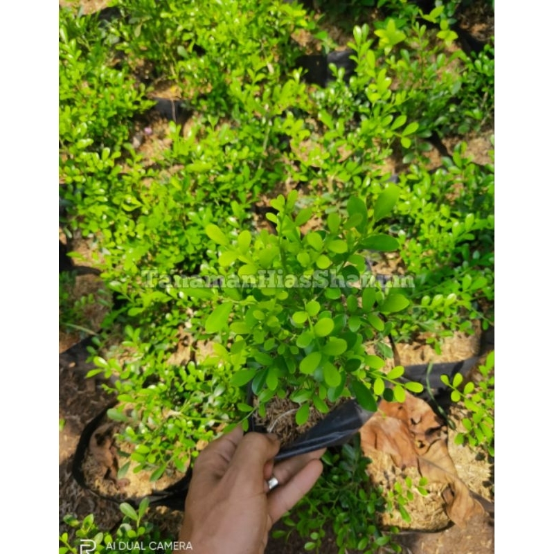 Promo COD bibit bunga kemuning mikro - tanaman hias kemuning - kemuning mikro - bunga kemuning - bib