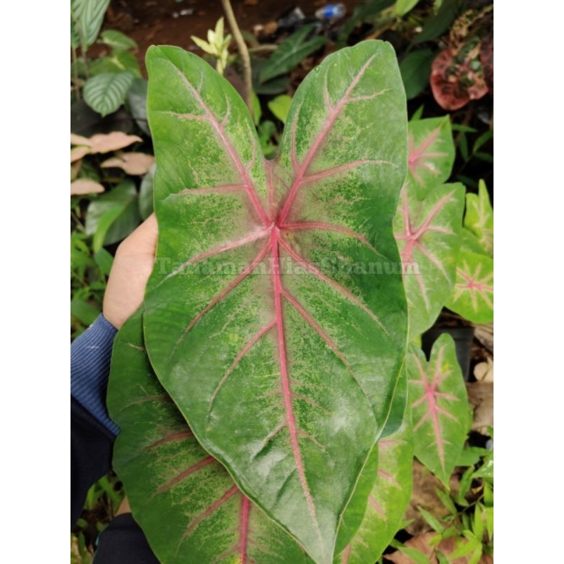 tanaman hias keladi - keladi hias - tanaman keladi