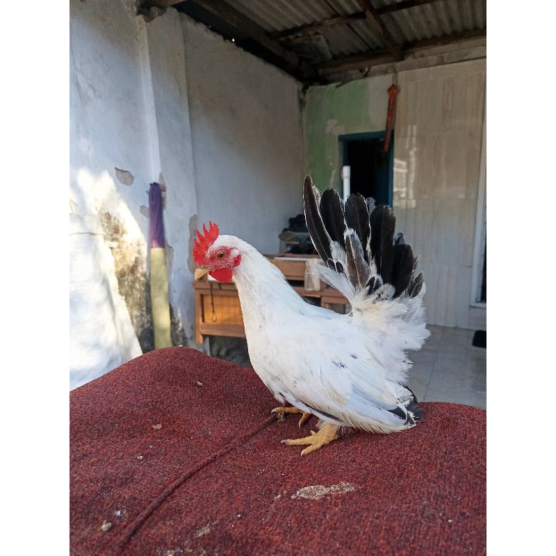 Ayam Kate Chabo Blacktail