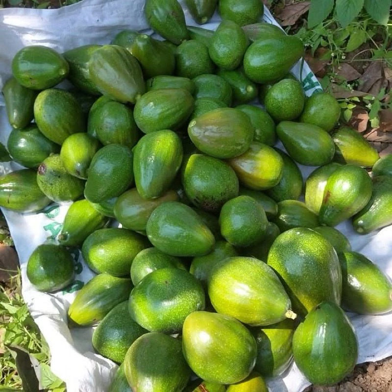 

Paket hemat alpukat mentega 2 kg isi 6-8 biji
