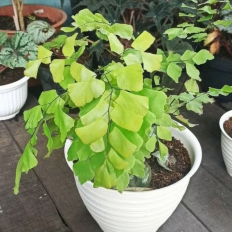 Tanaman Hias Indoor Suplir Giant/Suplir Gajah Daun Besar