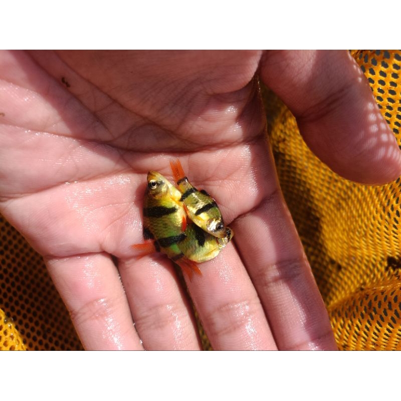 Sumatra Hijau Glowfish Murah Meriah