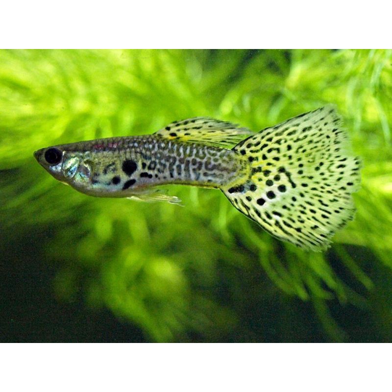 guppy yellow cere