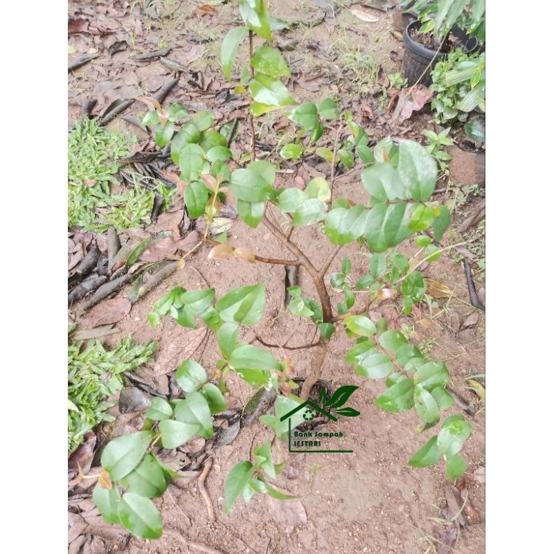 

bibit buah dewandaru