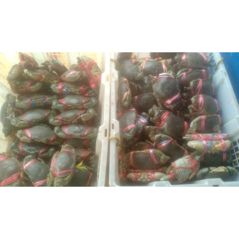 

kepiting jantan 1kg fresh