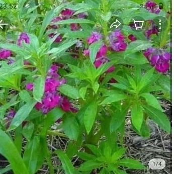 

BIBIT DAUN PACAR AIR