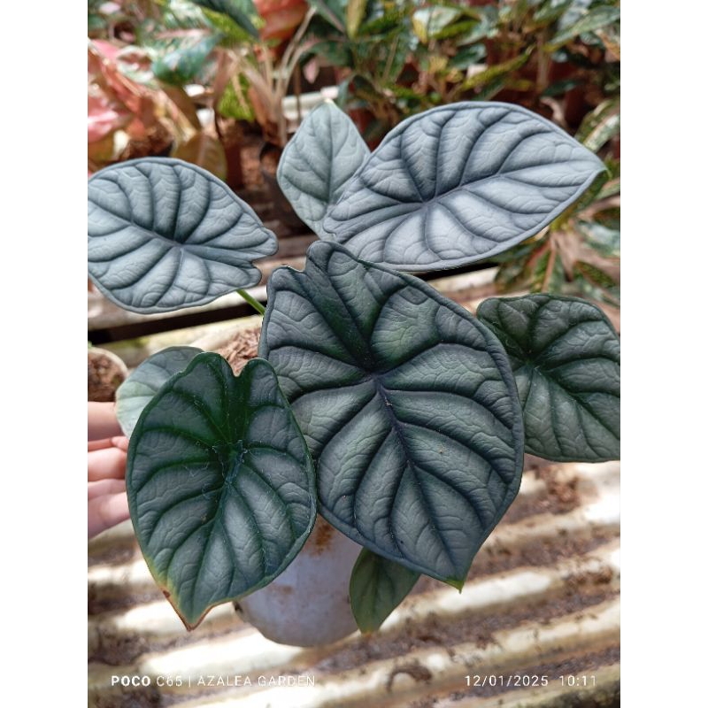 NEW Bunga Keladi Tengkorak