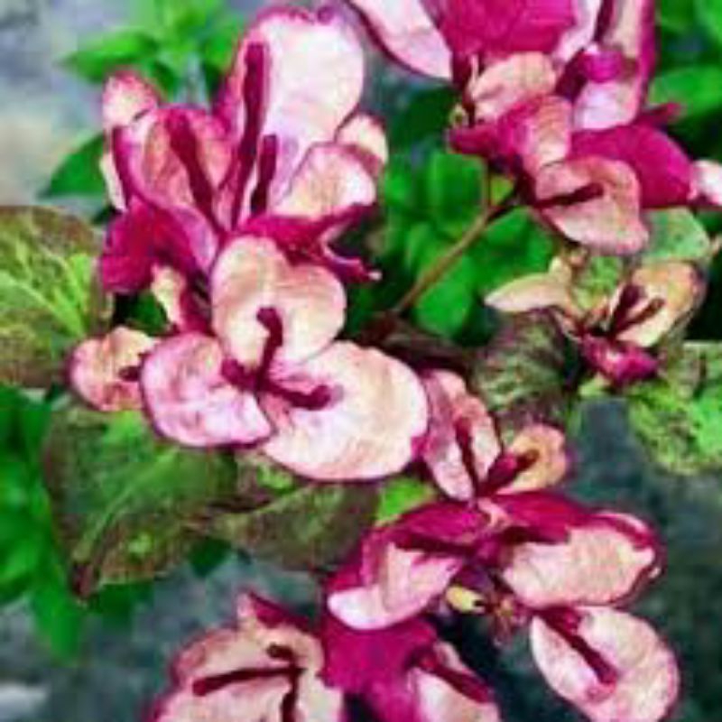 Bougenville Black Maria