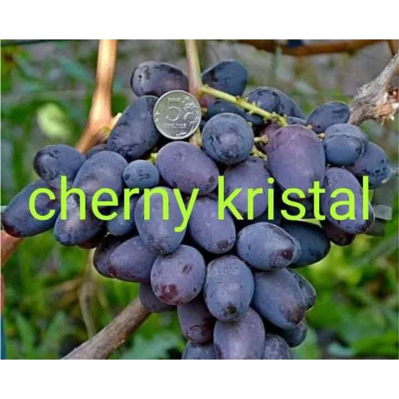 

bibit anggur cherny cristal