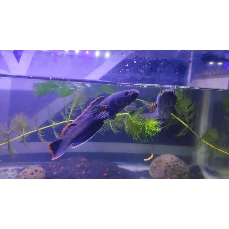 LIMBATA PAIR PEGUNUNGAN BAHAN MANTAP BAHAN PROVEN