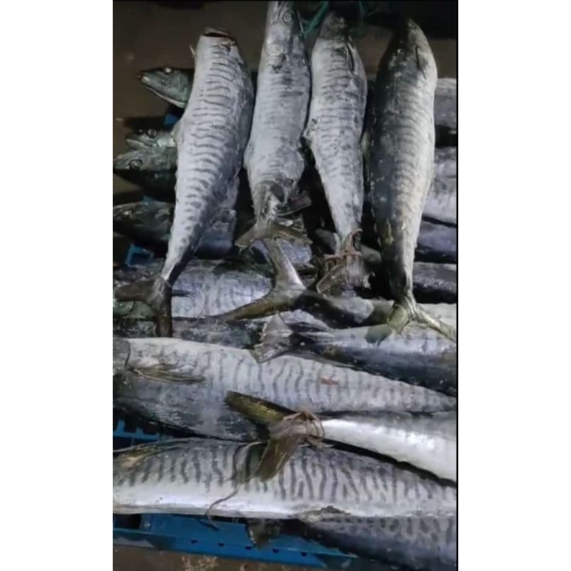 

ikan tenggiri+berat 1_3 kilo perekor