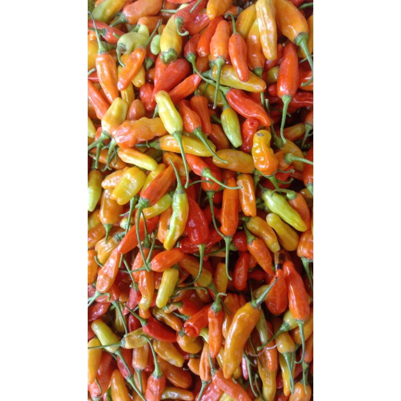 

Cabe rawit merah 250gr.