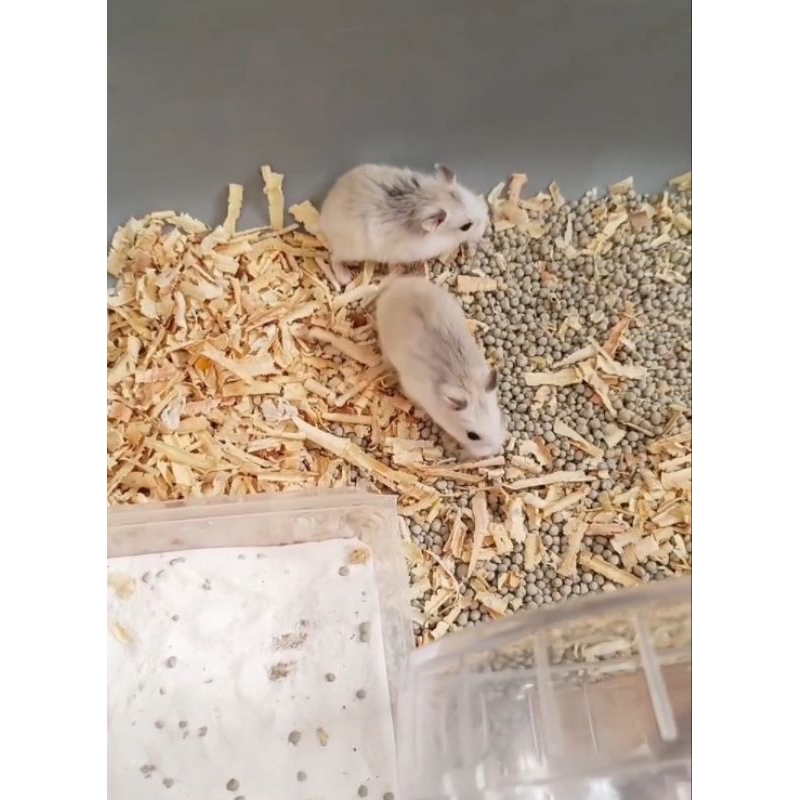 Hamster Roborovski