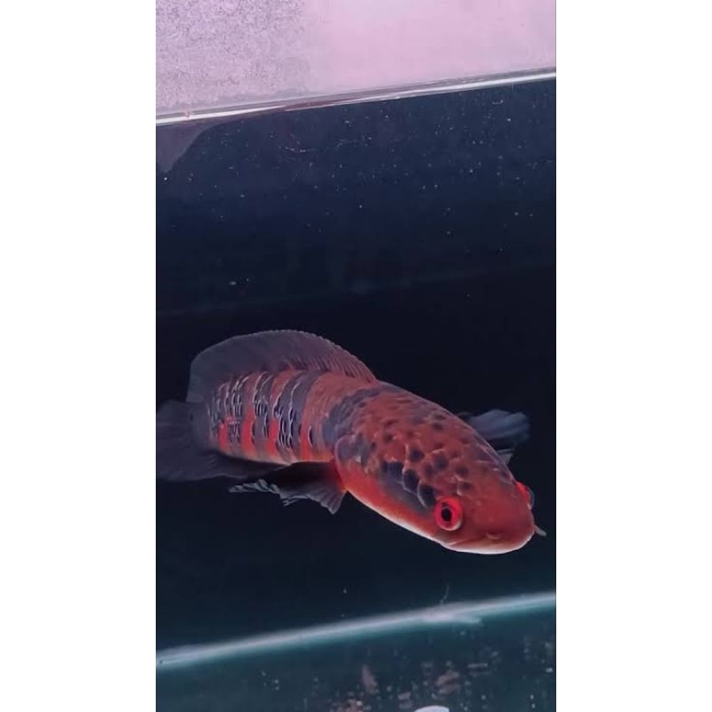 RED SAMPIT 6-8CM TERMURAH