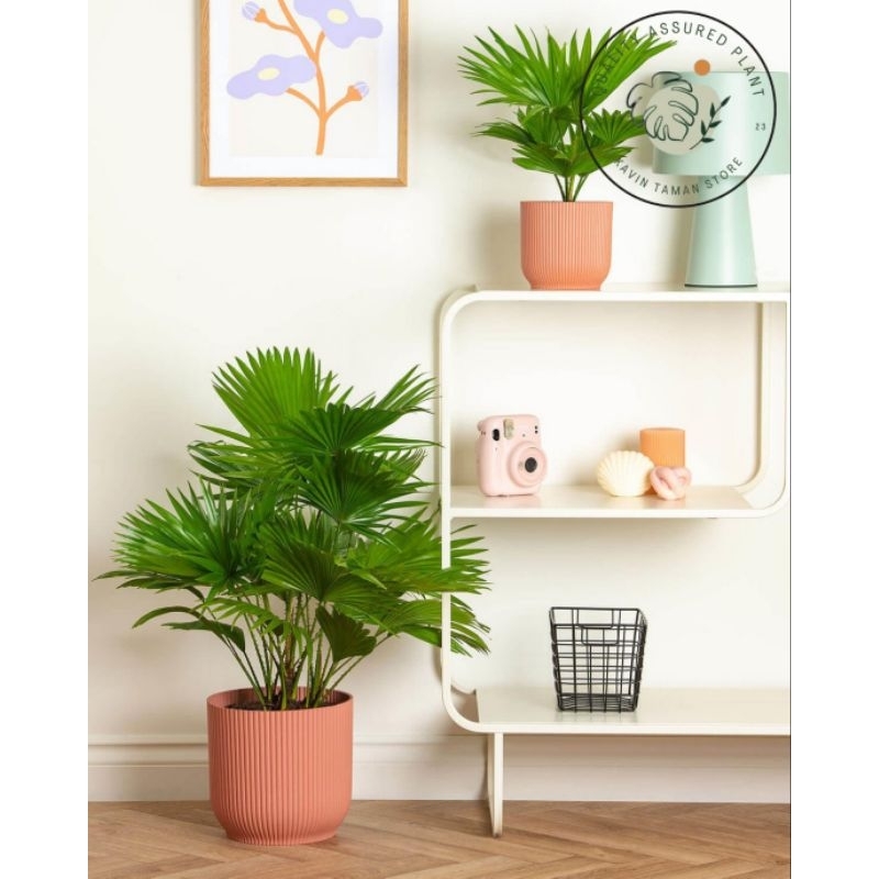 tanaman hias palem kipas // tanaman palem