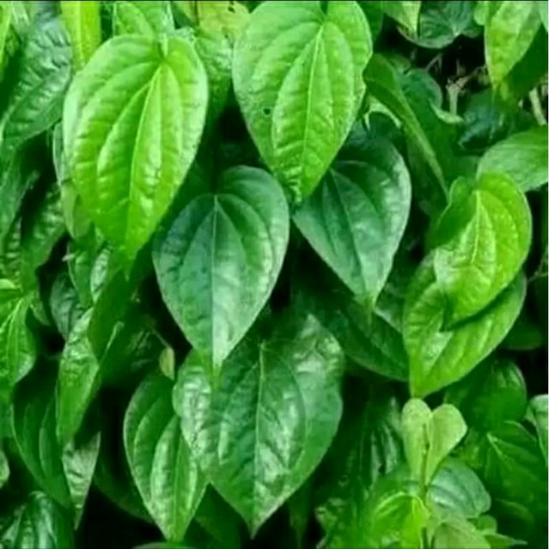 

Daun sirih hijau segar pilihan langsung metik dari pohon kalo ada yang order