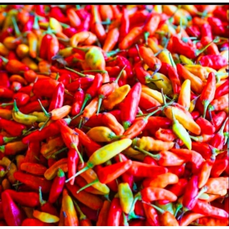 

Cabe Rawit Merah 1Kg ( Paling Murah )