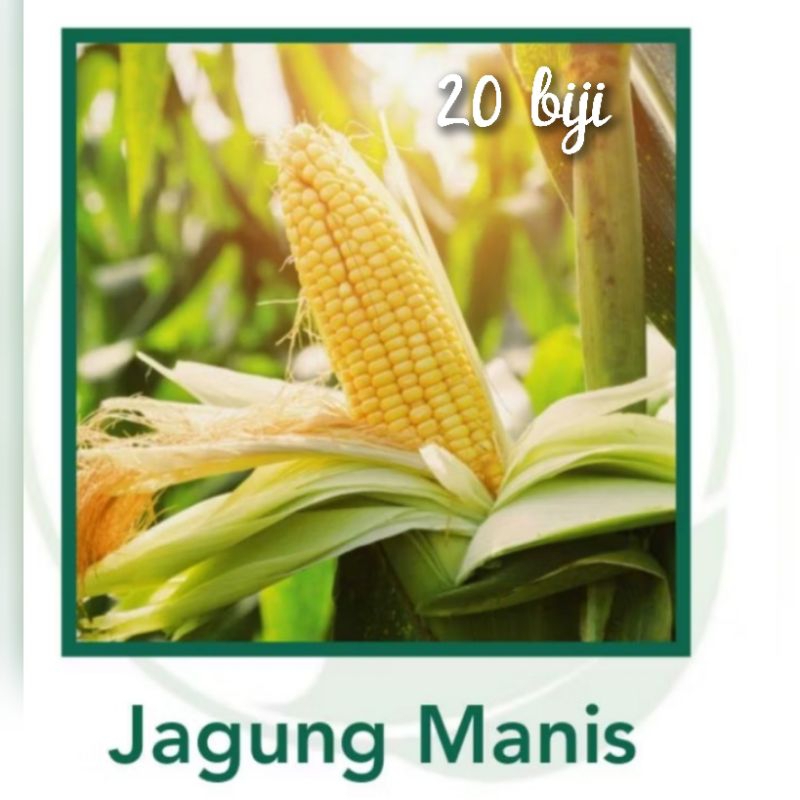 

Banih Jagung Manis