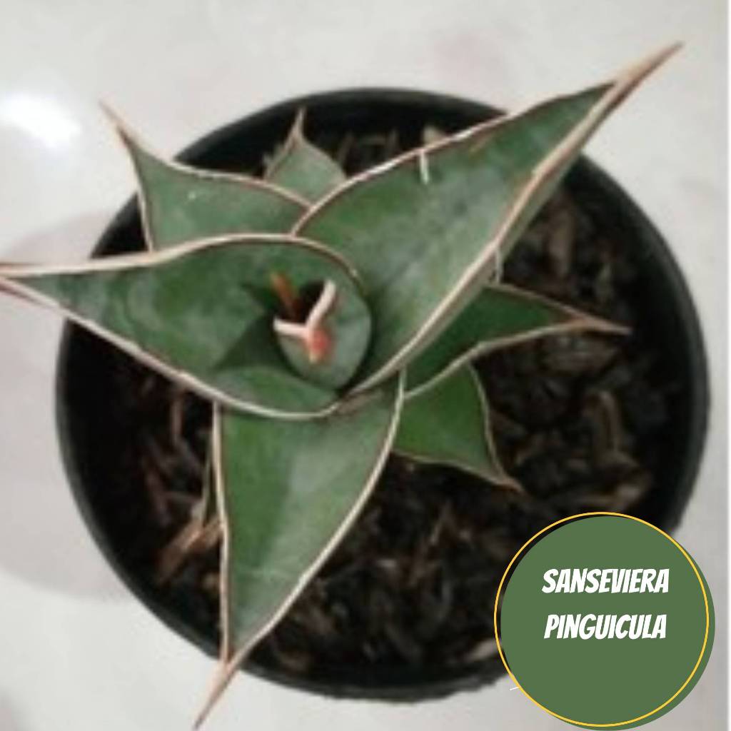 sansevieria pinguicula ijoan