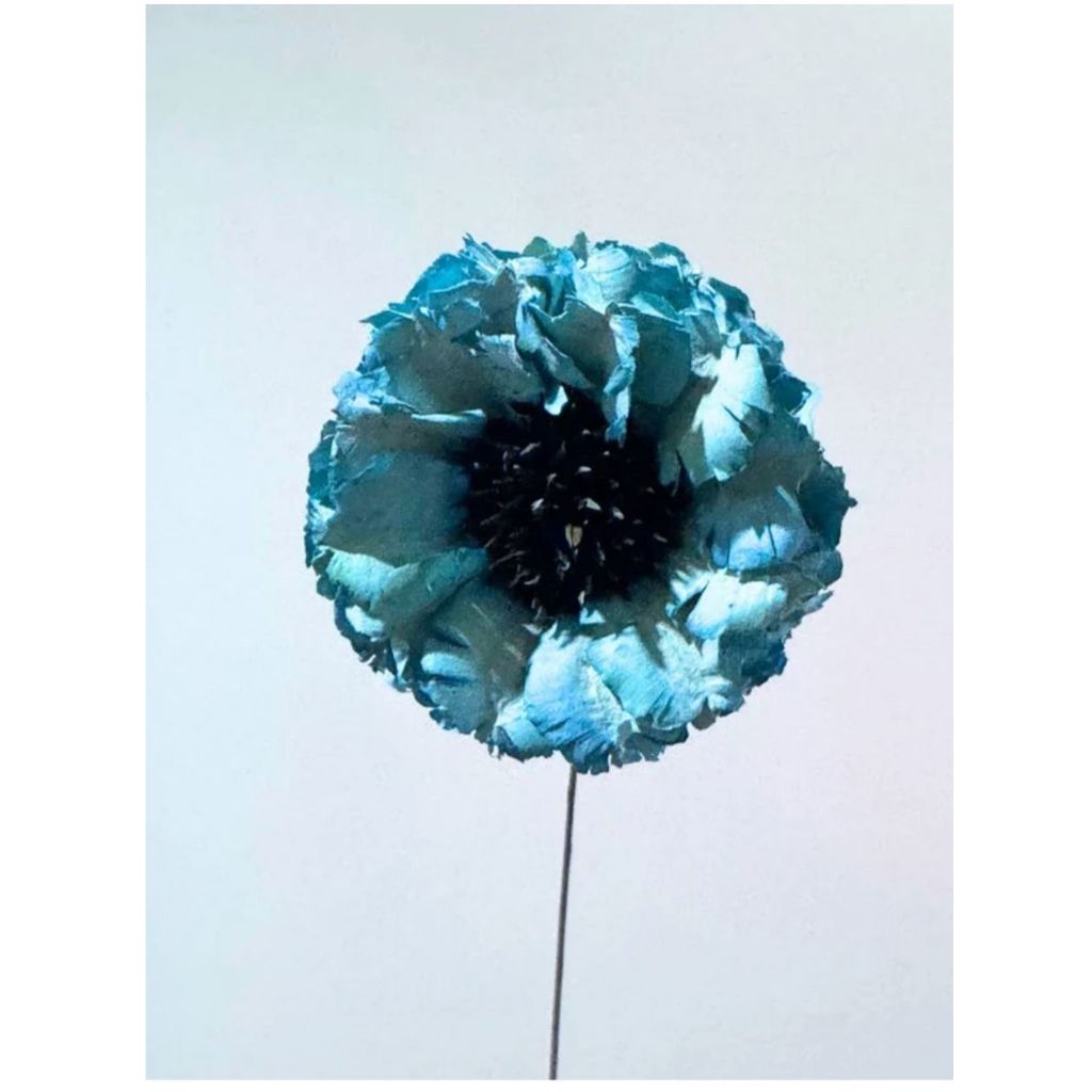 Willow Flowers/Bunga sola/ Sola Flower/ Bunga Wilow/ Sola Willow/ Bunga sola wood/ Sola flower bouqu