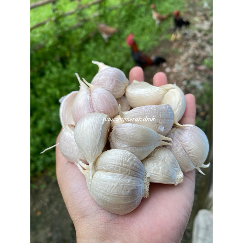 

Bawang Putih Kating Protol Bersih Tanpa Bonggol