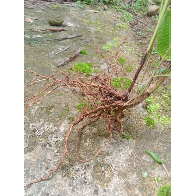 

Akar Clidemia hirta atau bisa di sebut harendong (babandotan) segar pers 250gr