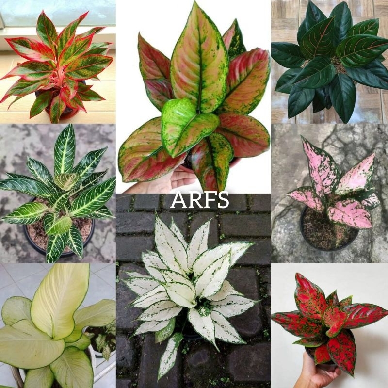 Bunga Aglonema Paket 8 jenis