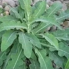 

BATANG AKAR DAUN TEMPUYUNG SEGAR HERBAL 100 GRM