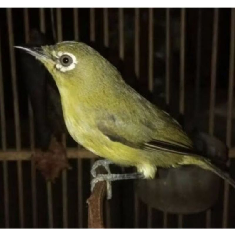 PLECI DAKUN BALI ISTIMEWA JANTAN VOER