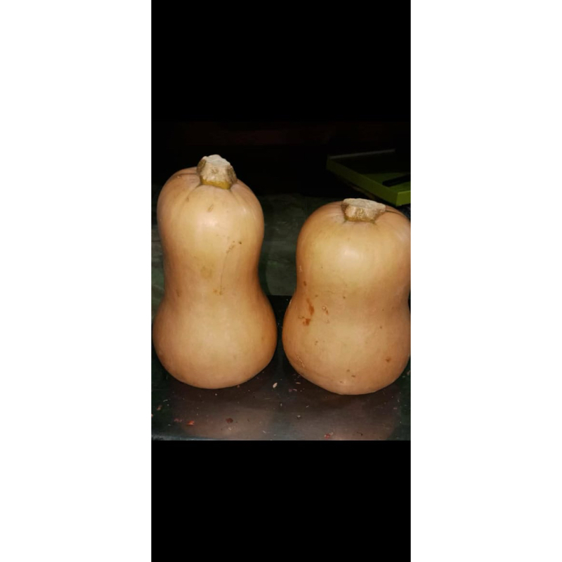 

Butternut / Labu Madu