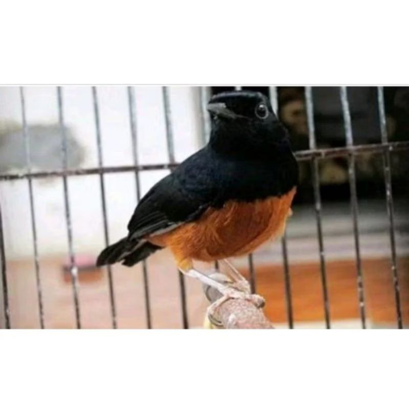 MURAI BATU JANTAN  MH EKOR PANJANG KLEWERR