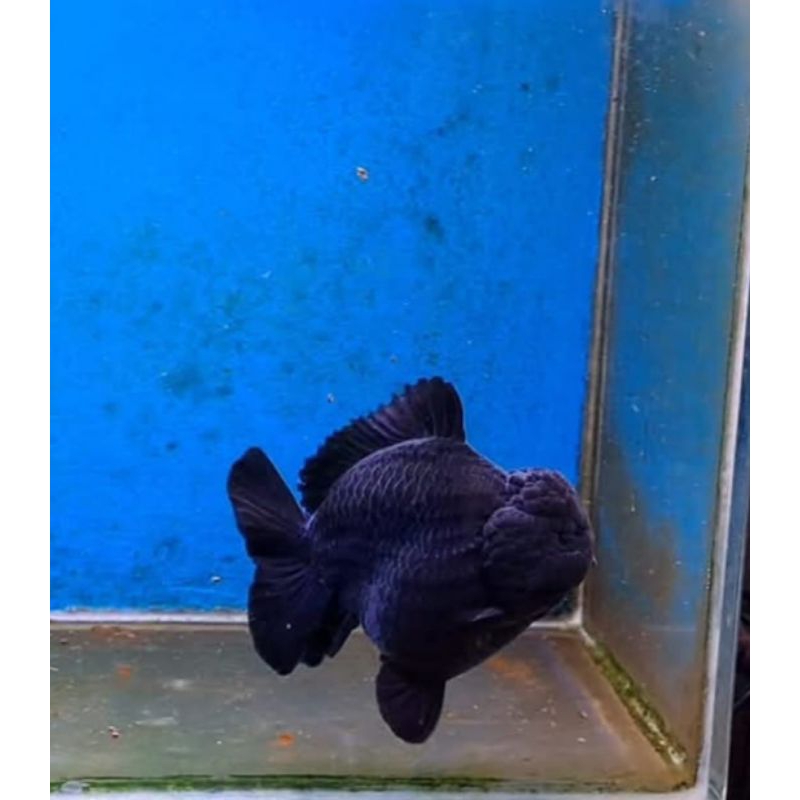 Ikan Mas Koki Oranda Black Series Roundbody Shorttail Grade High Quality