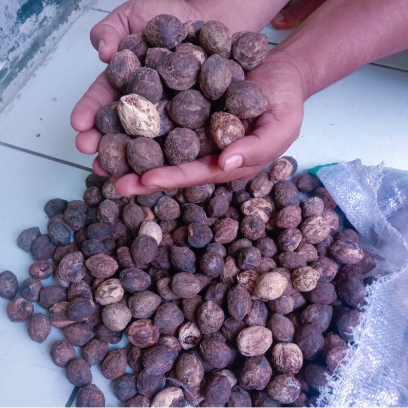 

Jual kemiri gelotokan 500g