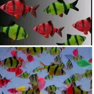 

HIASAN AQUARIUM/SUMATRA GLOWFISH UKURAN 3-4 CM