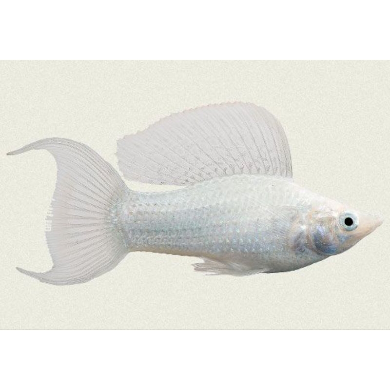 MOLLY PLATINUM CAWANG LYRETAIL