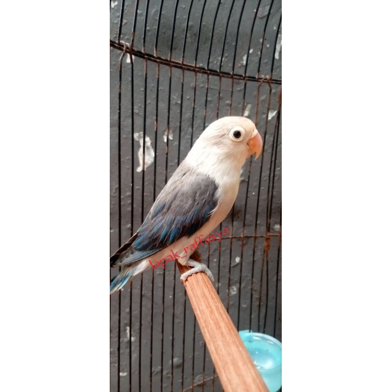 burung lovebird euwing blue split biola