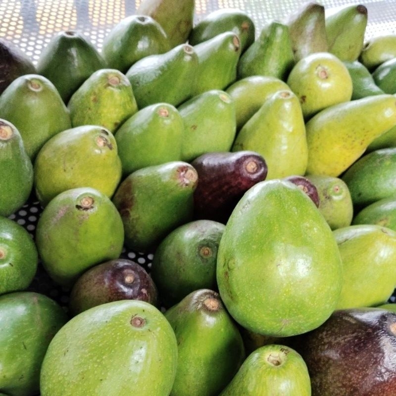 

Alpukat Super Mentega Matang Siap Makan