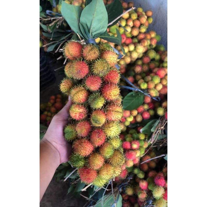 

Rapiah | Rambutan rapiah per ikat | Rapiah manis ngelotok