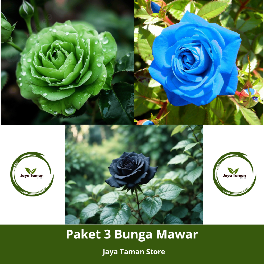 Promo Murah COD Paket 3 Bunga Mawar Hidup - Tanaman Bunga Mawar Hidup Murah